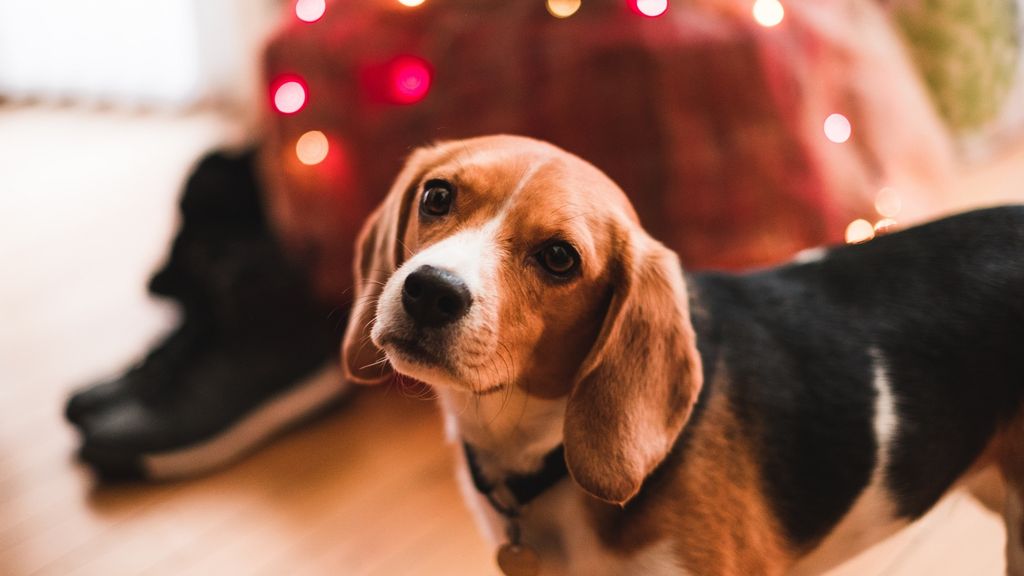 Beagle Dog by Jules D. on Unsplash